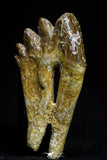 21014 - Top Rare 2.41 Inch Pappocetus lugardi (Whale Ancestor) Molar Rooted Tooth