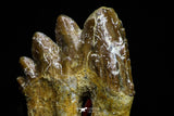 21014 - Top Rare 2.41 Inch Pappocetus lugardi (Whale Ancestor) Molar Rooted Tooth