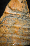 07299 - Beautiful 1.10 Inch Calceola sandalina Middle Devonian Horn Coral