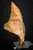 07299 - Beautiful 1.10 Inch Calceola sandalina Middle Devonian Horn Coral