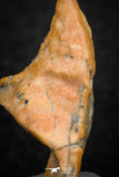 07299 - Beautiful 1.10 Inch Calceola sandalina Middle Devonian Horn Coral