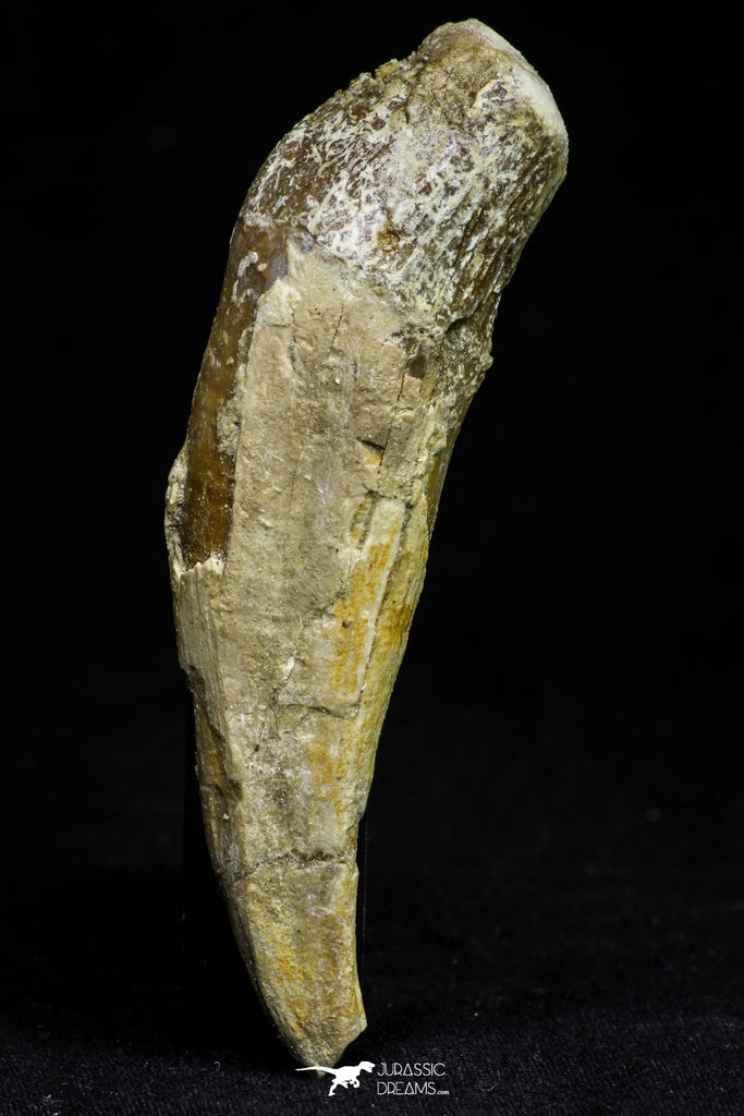 21030 - Top Rare 3.43 Inch Pappocetus lugardi (Whale Ancestor) Incisor Rooted Tooth