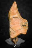 07299 - Beautiful 1.10 Inch Calceola sandalina Middle Devonian Horn Coral