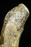 21030 - Top Rare 3.43 Inch Pappocetus lugardi (Whale Ancestor) Incisor Rooted Tooth