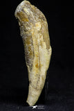 21030 - Top Rare 3.43 Inch Pappocetus lugardi (Whale Ancestor) Incisor Rooted Tooth