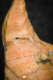 07299 - Beautiful 1.10 Inch Calceola sandalina Middle Devonian Horn Coral