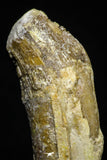 21030 - Top Rare 3.43 Inch Pappocetus lugardi (Whale Ancestor) Incisor Rooted Tooth