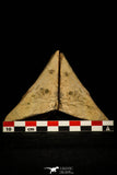 30439 - Pos/Neg Association of 2 Piochaspis sellata Middle Cambrian Trilobites - Nevada, USA
