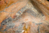 07299 - Beautiful 1.10 Inch Calceola sandalina Middle Devonian Horn Coral