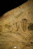 30439 - Pos/Neg Association of 2 Piochaspis sellata Middle Cambrian Trilobites - Nevada, USA