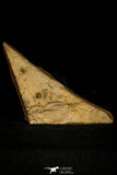 30439 - Pos/Neg Association of 2 Piochaspis sellata Middle Cambrian Trilobites - Nevada, USA