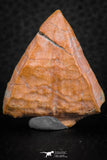 07300 - Great 1.41 Inch Calceola sandalina Middle Devonian Horn Coral