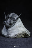 21205 - Top Flying 1.63 Inch Prepared Saharops bensaidi Lower Devonian