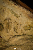 30439 - Pos/Neg Association of 2 Piochaspis sellata Middle Cambrian Trilobites - Nevada, USA