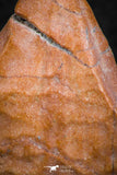 07300 - Great 1.41 Inch Calceola sandalina Middle Devonian Horn Coral