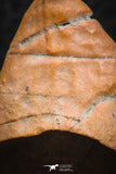 07300 - Great 1.41 Inch Calceola sandalina Middle Devonian Horn Coral
