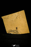 30440 - Well Preserved 0.26 Inch Densonella semele Middle Cambrian Trilobite - Utah USA