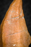 07300 - Great 1.41 Inch Calceola sandalina Middle Devonian Horn Coral