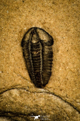30440 - Well Preserved 0.26 Inch Densonella semele Middle Cambrian Trilobite - Utah USA