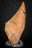 07300 - Great 1.41 Inch Calceola sandalina Middle Devonian Horn Coral