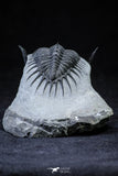 21205 - Top Flying 1.63 Inch Prepared Saharops bensaidi Lower Devonian