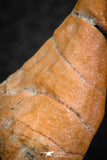 07300 - Great 1.41 Inch Calceola sandalina Middle Devonian Horn Coral