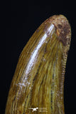 20173 - Top Beautiful 1.13 Inch Serrated Abelisaur Dinosaur Tooth Cretaceous KemKem Beds