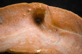 07300 - Great 1.41 Inch Calceola sandalina Middle Devonian Horn Coral