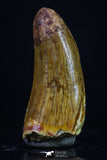 20173 - Top Beautiful 1.13 Inch Serrated Abelisaur Dinosaur Tooth Cretaceous KemKem Beds
