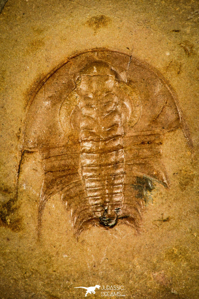 30441 - Top Rare 0.78 Inch Olenellus terminatus Pos/Neg Lower Cambrian Trilobite - Nevada USA