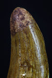 20173 - Top Beautiful 1.13 Inch Serrated Abelisaur Dinosaur Tooth Cretaceous KemKem Beds