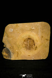 30441 - Top Rare 0.78 Inch Olenellus terminatus Pos/Neg Lower Cambrian Trilobite - Nevada USA