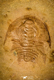 30441 - Top Rare 0.78 Inch Olenellus terminatus Pos/Neg Lower Cambrian Trilobite - Nevada USA