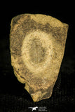 30442 - Top Rare 0.29 Inch Aphelaspis buttsi Upper Cambrian Trilobite - Alabama USA
