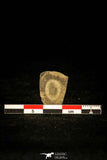 30442 - Top Rare 0.29 Inch Aphelaspis buttsi Upper Cambrian Trilobite - Alabama USA