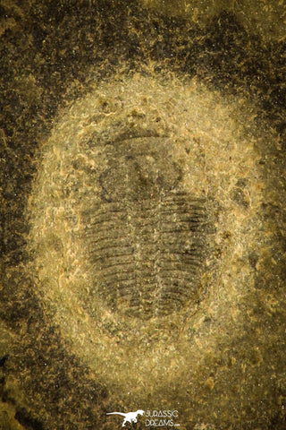 30442 - Top Rare 0.29 Inch Aphelaspis buttsi Upper Cambrian Trilobite - Alabama USA