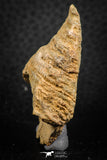 07301 - Beautiful Huge 1.83 Inch Calceola sandalina Middle Devonian Horn Coral