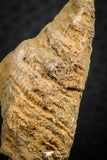 07301 - Beautiful Huge 1.83 Inch Calceola sandalina Middle Devonian Horn Coral