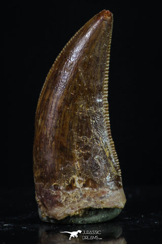20176 - Top Quality 0.78 Inch Serrated Abelisaur Dinosaur Tooth Cretaceous KemKem Beds