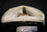 07302 - Great 1.26 Inch Calceola sandalina Middle Devonian Horn Coral