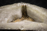 07302 - Great 1.26 Inch Calceola sandalina Middle Devonian Horn Coral