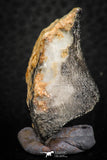 07302 - Great 1.26 Inch Calceola sandalina Middle Devonian Horn Coral