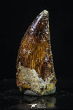 20177 - Top Quality 0.69 Inch Abelisaur Serrated Dinosaur Tooth Cretaceous KemKem Beds