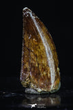 20177 - Top Quality 0.69 Inch Abelisaur Serrated Dinosaur Tooth Cretaceous KemKem Beds