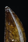 20177 - Top Quality 0.69 Inch Abelisaur Serrated Dinosaur Tooth Cretaceous KemKem Beds