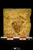 30445 - Top Rare 0.64 Inch Frencrinuroides capitonis Middle Ordovician Trilobite - Oklahoma USA