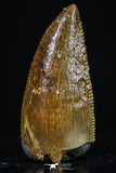 20178 - Top Beautiful 0.80 Inch Serrated Abelisaur Dinosaur Tooth Cretaceous KemKem Beds