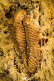 30445 - Top Rare 0.64 Inch Frencrinuroides capitonis Middle Ordovician Trilobite - Oklahoma USA