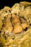 30445 - Top Rare 0.64 Inch Frencrinuroides capitonis Middle Ordovician Trilobite - Oklahoma USA