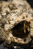 07303 -  Top Rare 2.02 Inch Fulgurite ("Petrified lightning") Collected in Algeria
